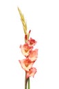 Gladioli flower spike Royalty Free Stock Photo