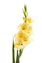 Gladioli flower spike Royalty Free Stock Photo