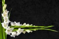 Gladioli flowers from above.