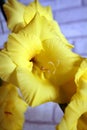 Gladioli flowers Royalty Free Stock Photo