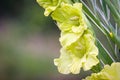 Gladioli flowers on green meadow Royalty Free Stock Photo