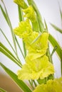 Gladioli flowers on green meadow Royalty Free Stock Photo