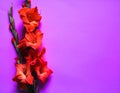 Gladioli flowers Royalty Free Stock Photo