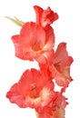 Gladiolus