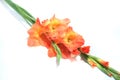 Gladiolus