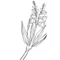 gladiolus august birth flower drawing, gladiolus flowers illustration artistic coloring page, simplicity