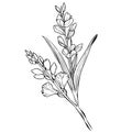 gladiolus august birth flower drawing, outline gladiolus drawing, tattoo gladiolus flower drawing, black gladiolus tattoo