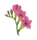 Gladiolus August birth month flower colored vector