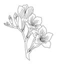 Gladiolus August birth month flower line art. Royalty Free Stock Photo