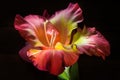 Gladiolus on a black background Royalty Free Stock Photo