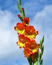 Gladiolus blooming, orange-yellow flowers, close-up Royalty Free Stock Photo