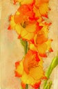 Gladiolus blooms,digital art