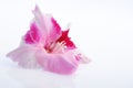 Gladiolus bud Royalty Free Stock Photo