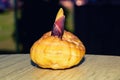 Gladiolus bulb on dark background