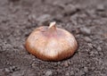 Gladiolus bulb warm up outdoor