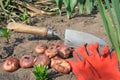 Gladiolus bulbs and red garden gloves and a garden spatula