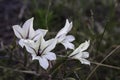 Gladiolus floribundus fynbos flowers