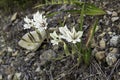 Gladiolus floribundus fynbos flowers