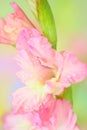 Gladiolus flower