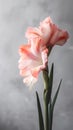 Gladiolus flower on a blurred gray background, generative AI. Royalty Free Stock Photo