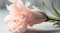 Gladiolus flower on a blurred gray background, generative AI. Royalty Free Stock Photo