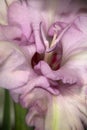 Gladiolus flower bud Royalty Free Stock Photo