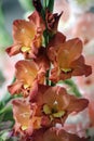 Gladiolus flower close-up, grade Abbie Royalty Free Stock Photo