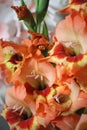 Gladiolus flower close-up, grade Alise Royalty Free Stock Photo