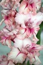 Gladiolus flower close-up Royalty Free Stock Photo