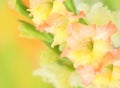 Gladiolus flower on colorful background