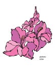 Gladiolus flower