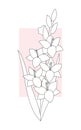 Gladiolus flower drawing of black outlines in a simple graphic style on a pink and white background