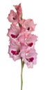 Gladiolus flower isolated Royalty Free Stock Photo