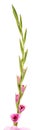 Gladiolus flower isolated on a white background Royalty Free Stock Photo