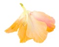 Gladiolus flower isolated white digital painting Royalty Free Stock Photo