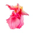 Gladiolus flower isolated white digital painting Royalty Free Stock Photo