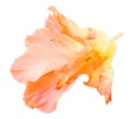 Gladiolus flower isolated on white digital painting Royalty Free Stock Photo