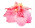 Gladiolus flower isolated on white digital painting Royalty Free Stock Photo