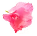 Gladiolus flower isolated on white digital painting Royalty Free Stock Photo