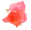 Gladiolus flower isolated on white digital painting Royalty Free Stock Photo