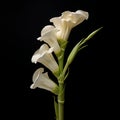 Observational Photography Of White Calla Lily In Emil Alzamora\'s Style