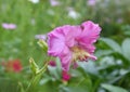 Gladiolus flower lat. Gladiolus or Skewer pink colorpink color