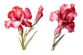 Gladiolus flower, watercolor clipart illustration with isolated background