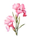 Gladiolus flower, watercolor clipart illustration with isolated background