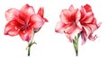 Gladiolus flower, watercolor clipart illustration with isolated background