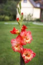 Gladiolus flower.