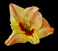 Gladiolus flower is yellow-red isolated on black background. Close-up. For design. Royalty Free Stock Photo