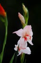 Gladiolus flowers on black background Royalty Free Stock Photo