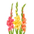 Realistic Gladiolus Flowers