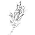 gladiolus flowers illustration coloring page, simplicity, Embellishment, monochrome, vector art gladiolus,